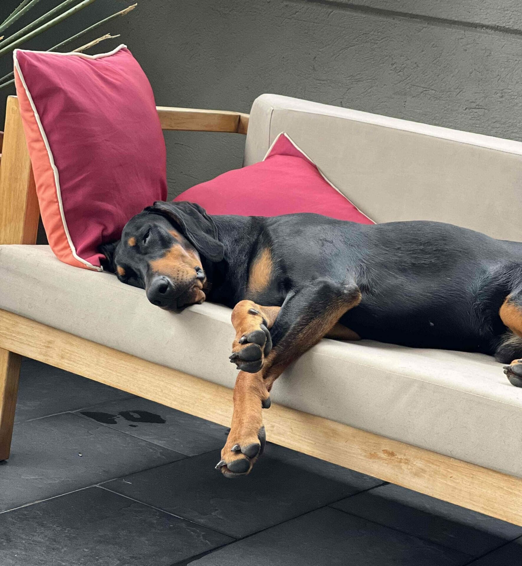 Unleashing the Truth: Debunking the Myth that Dobermans Are Not Suitable for Apartment Living