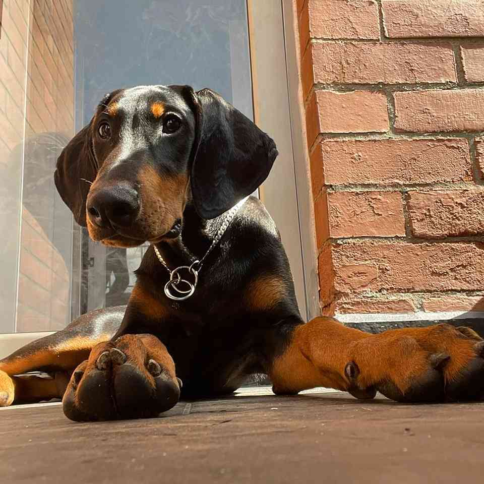 Unraveling the Cost of a Doberman Puppy