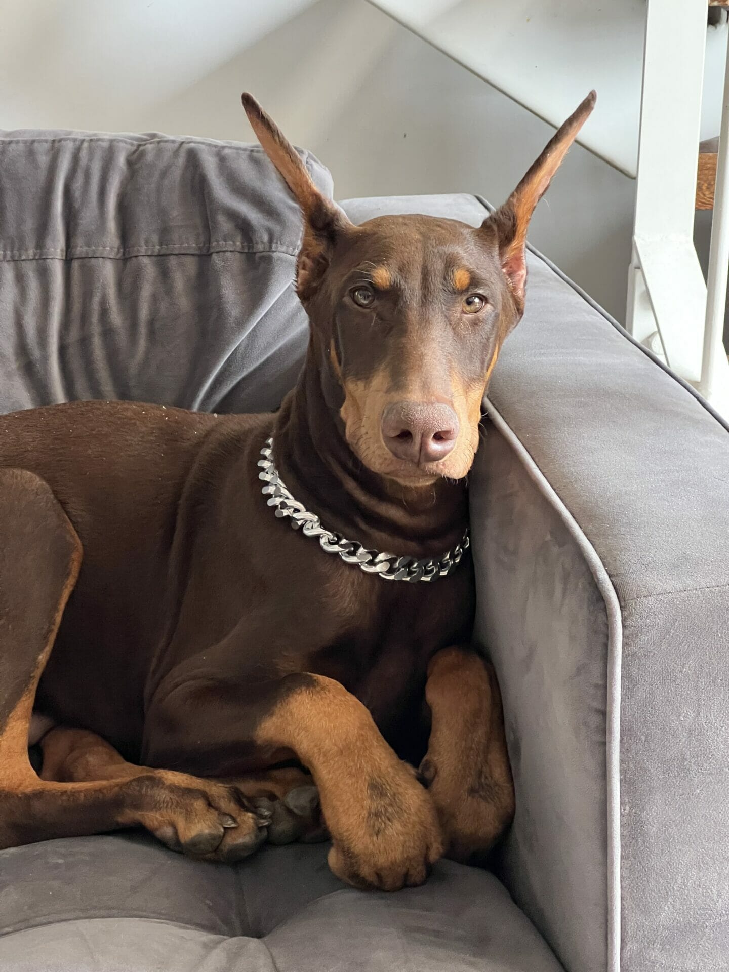 can dobermans live in apartments